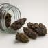 Fleurs CBD Purple Haze (1 gramme)
