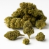 Fleurs CBD Lemon Haze (1 gramme)