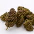 Fleurs CBD HAZE (1 gramme)
