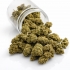 Fleurs CBD Gelato (1 gramme)