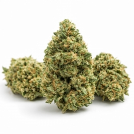 Fleurs CBD White Diesel Haze (1 gramme)