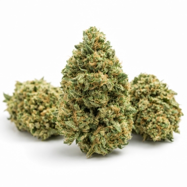 Fleurs CBD White Diesel Haze (1 gramme)